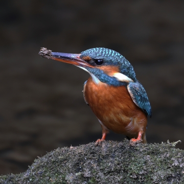 Oiseaux de rivières
